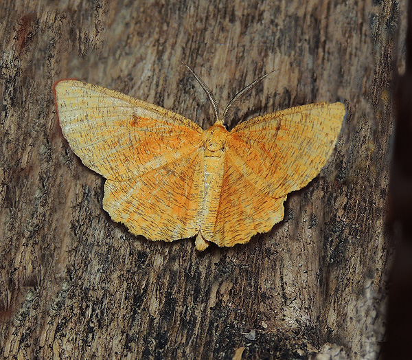 Angerona prunaria Geometridae